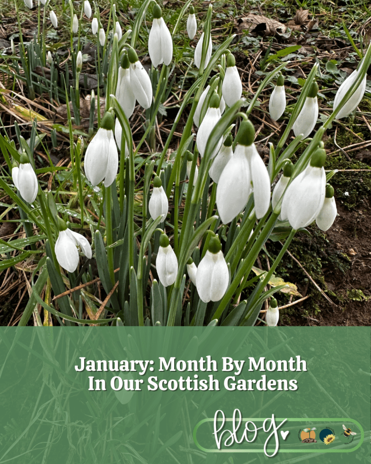 January: Month By Month In Our Scottish Gardens