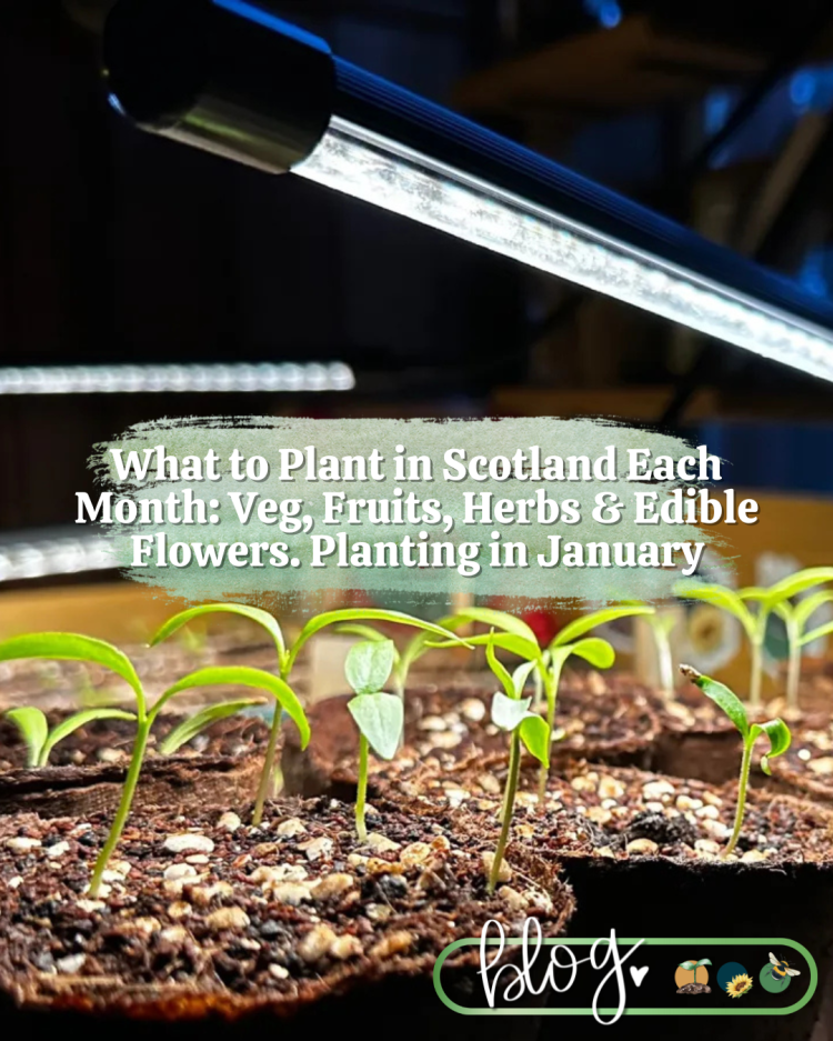 What to Plant in Scotland Each Month: Veg, Fruits, Herbs & Edible Flowers. JANUARY