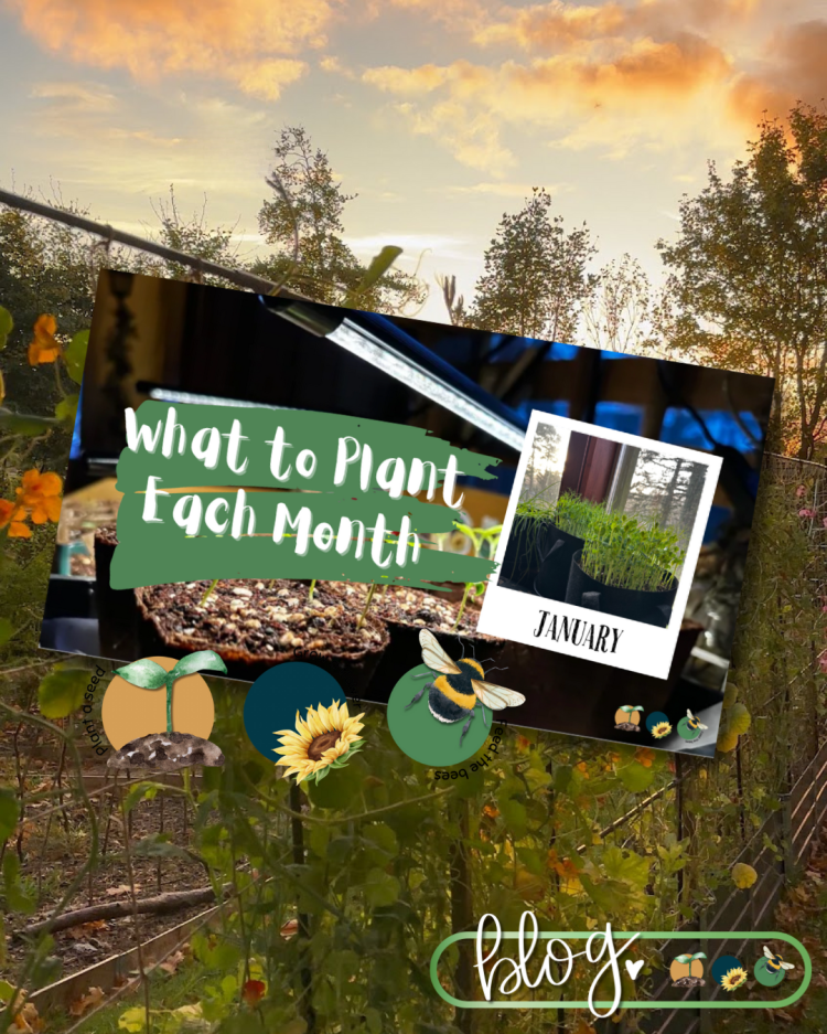 What to Plant in Scotland Each Month: Veg, Fruits, Herbs & Edible Flowers. JANUARY