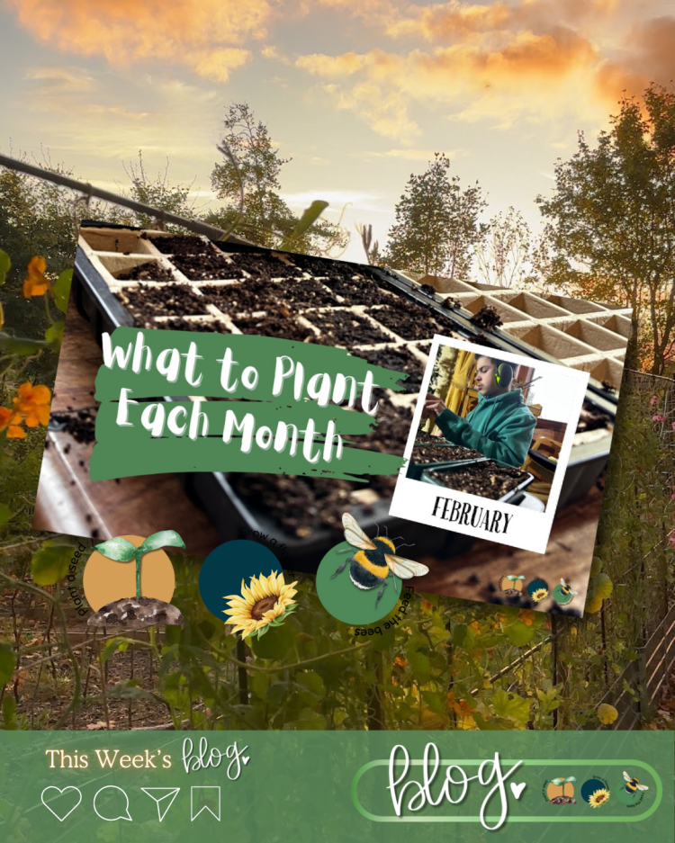 What to Plant in Scotland Each Month: Veg, Fruits, Herbs & Edible Flowers. Planting in February