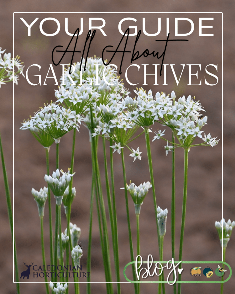 Guides to the Fruits, Herbs & Edible Flowers We Grow: Cultivation, Care & Harvesting Garlic Chives