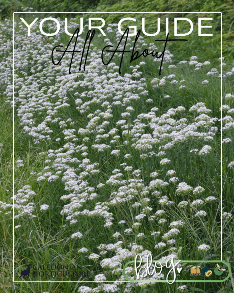 Guides to the Fruits, Herbs & Edible Flowers We Grow: Cultivation, Care & Harvesting Garlic Chives