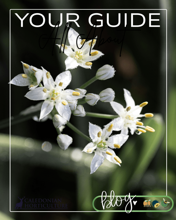 Guides to the Fruits, Herbs & Edible Flowers We Grow: Cultivation, Care & Harvesting Garlic Chives