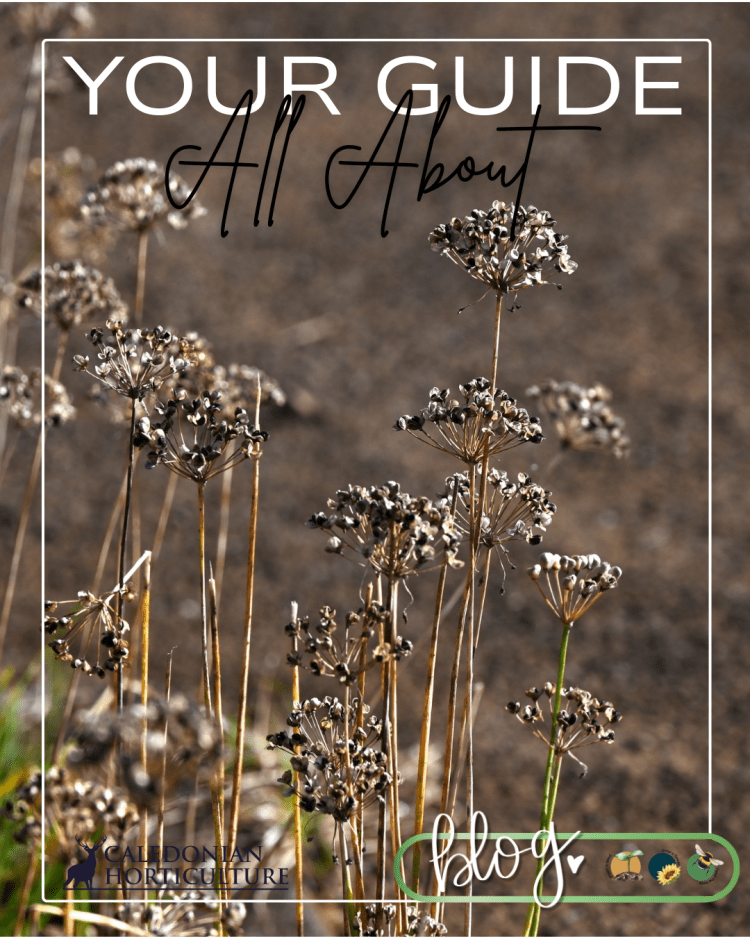 Guides to the Fruits, Herbs & Edible Flowers We Grow: Cultivation, Care & Harvesting Garlic Chives