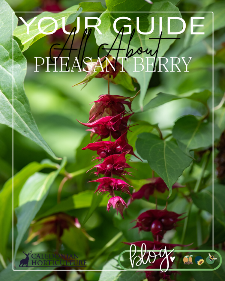 Guides to the Fruits, Herbs & Edible Flowers We Grow: Cultivation, Care & Harvesting Pheasant Berry