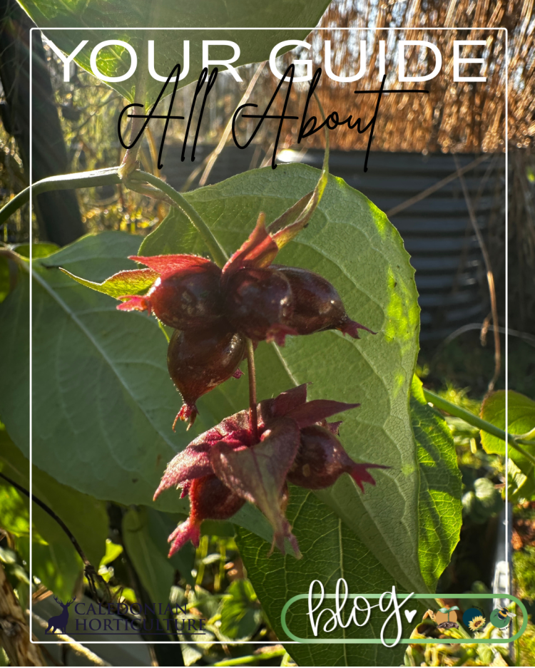 Guides to the Fruits, Herbs & Edible Flowers We Grow: Cultivation, Care & Harvesting Pheasant Berry