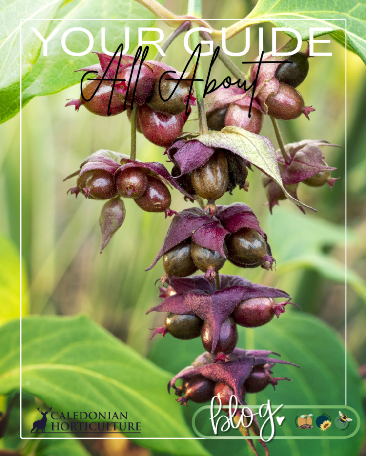 Guides to the Fruits, Herbs & Edible Flowers We Grow: Cultivation, Care & Harvesting Pheasant Berry