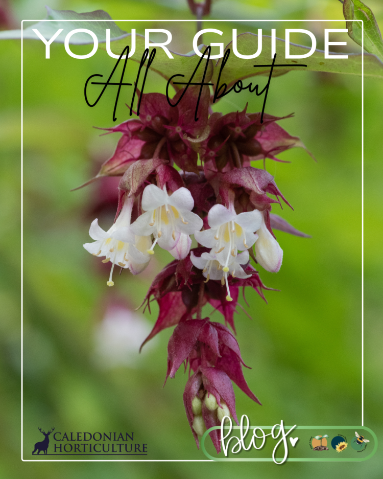 Guides to the Fruits, Herbs & Edible Flowers We Grow: Cultivation, Care & Harvesting Pheasant Berry