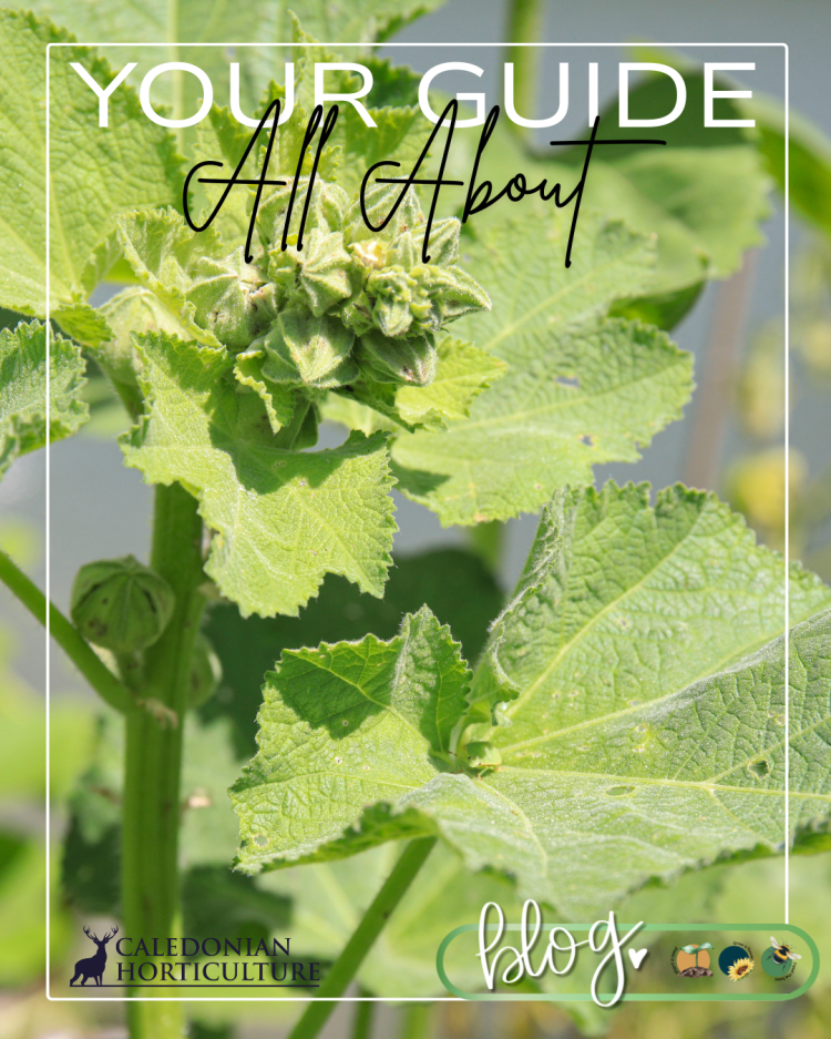 Guides to the Fruits, Herbs & Edible Flowers We Grow: Cultivation, Care & Harvesting Hollyhocks