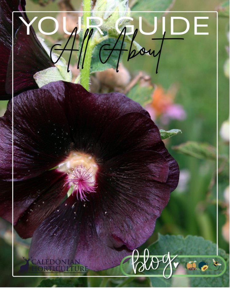 Guides to the Fruits, Herbs & Edible Flowers We Grow: Cultivation, Care & Harvesting Hollyhocks