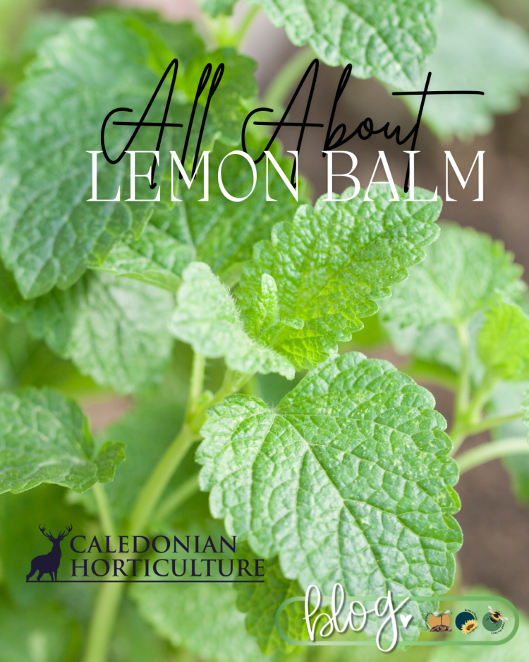 All About Series: Growing, Sowing, Caring For Lemon Balm