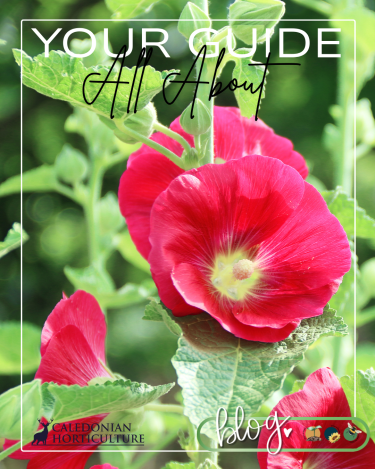 Guides to the Fruits, Herbs & Edible Flowers We Grow: Cultivation, Care & Harvesting Hollyhocks