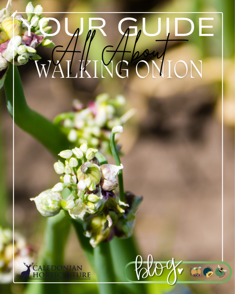 Guides to the Fruits, Herbs & Edible Flowers We Grow: Cultivation, Care & Harvesting Walking Onion