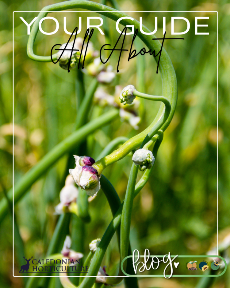 Guides to the Fruits, Herbs & Edible Flowers We Grow: Cultivation, Care & Harvesting Walking Onion