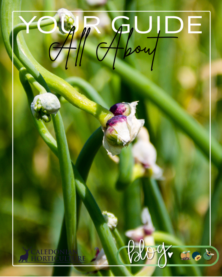 Guides to the Fruits, Herbs & Edible Flowers We Grow: Cultivation, Care & Harvesting Walking Onion