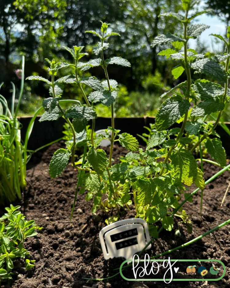 All About Series: Growing, Sowing, Caring For Lemon Balm