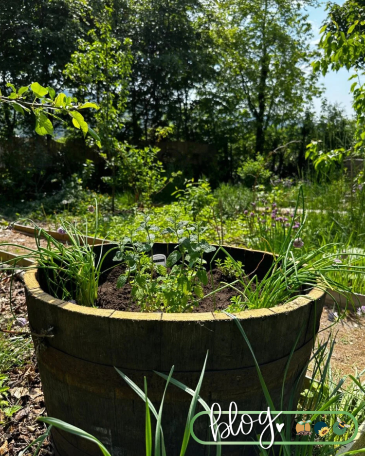 All About Series: Growing, Sowing, Caring For Lemon Balm