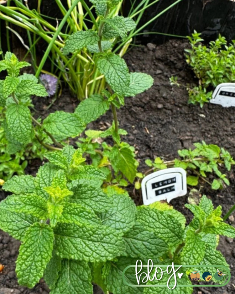 All About Series: Growing, Sowing, Caring For Lemon Balm