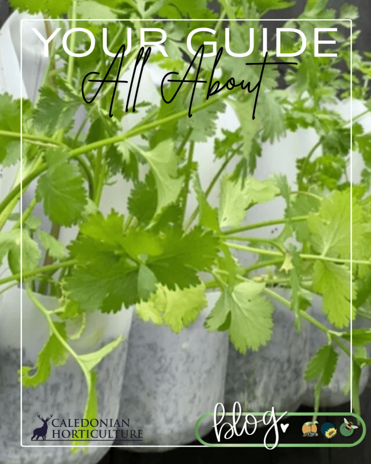 Guides to the Fruits, Herbs & Edible Flowers We Grow: Cultivation, Care & Harvesting Coriander