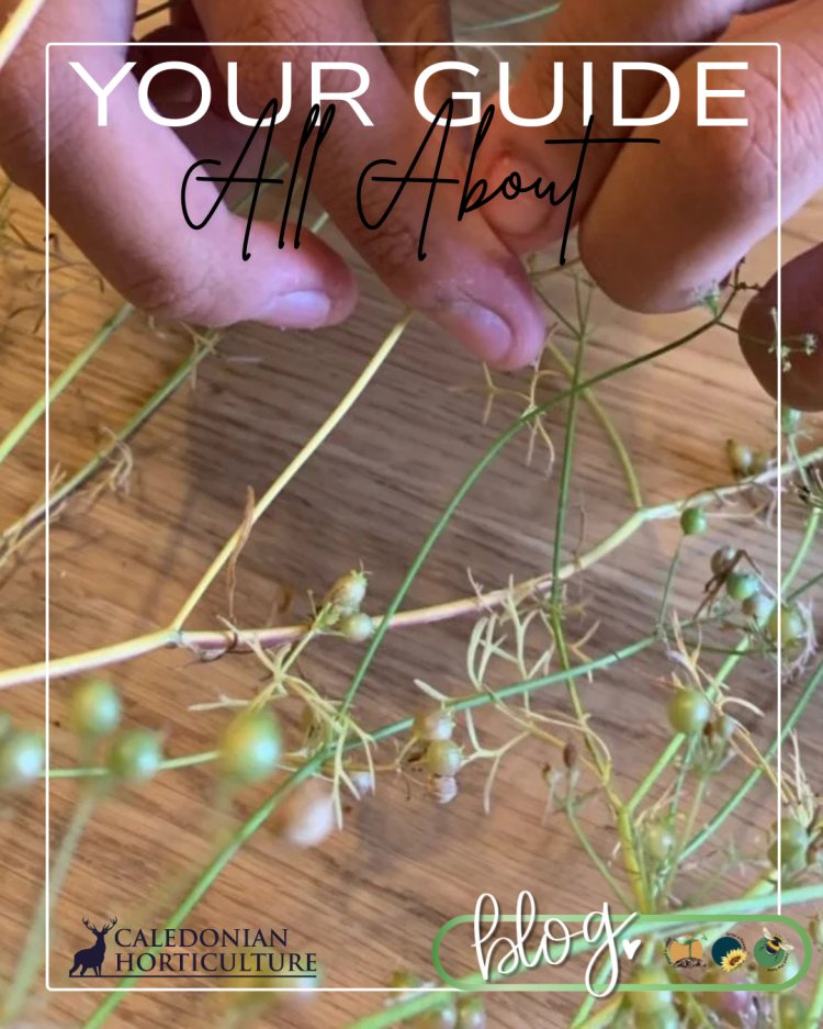 Guides to the Fruits, Herbs & Edible Flowers We Grow: Cultivation, Care & Harvesting Coriander