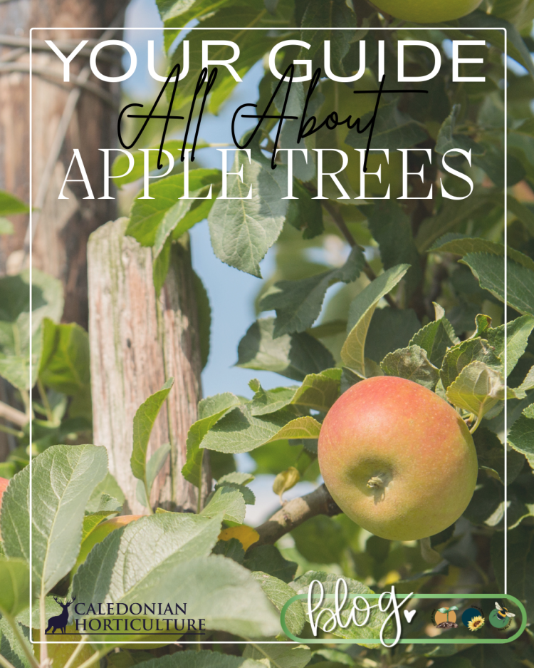 Guides to the Fruits, Herbs & Edible Flowers We Grow: Cultivation, Care & Harvesting Apple Trees