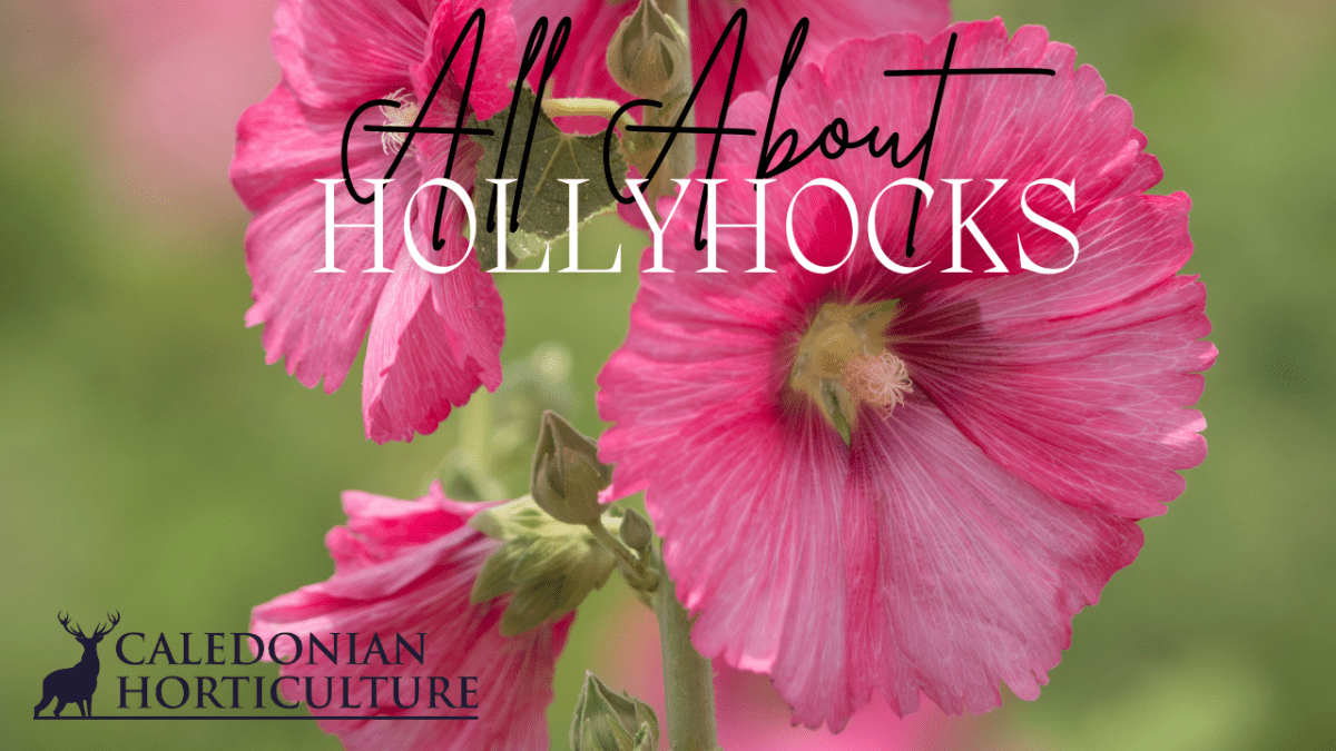 All About Series: Growing, Sowing, Caring For&nbsp;Hollyhocks