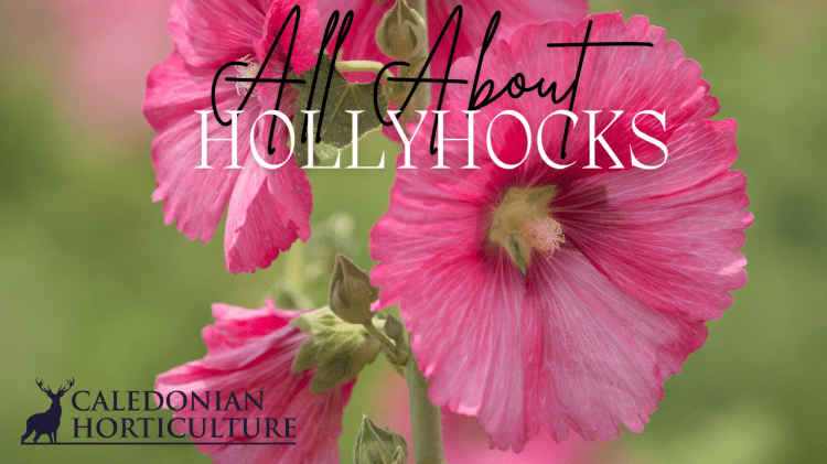 Guides to the Fruits, Herbs & Edible Flowers We Grow: Cultivation, Care & Harvesting Hollyhocks