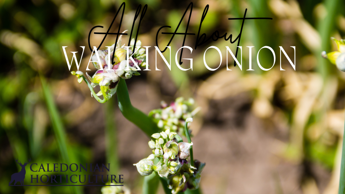 All About Series: Growing, Sowing, Caring For Walking&nbsp;Onions