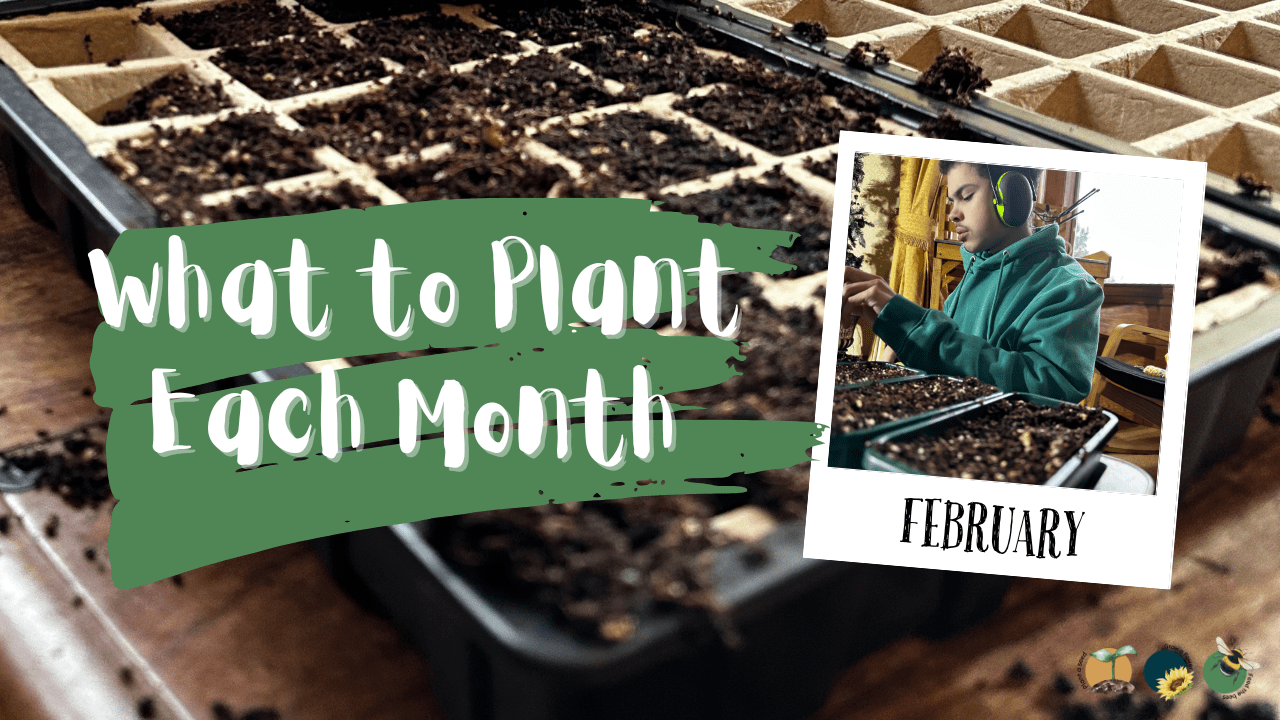 What to Plant in Scotland Each Month: Veg, Fruits, Herbs & Edible Flowers. Planting in February