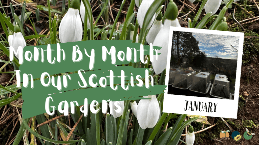 January: Month By Month In Our Scottish Gardens – Building a Food ...