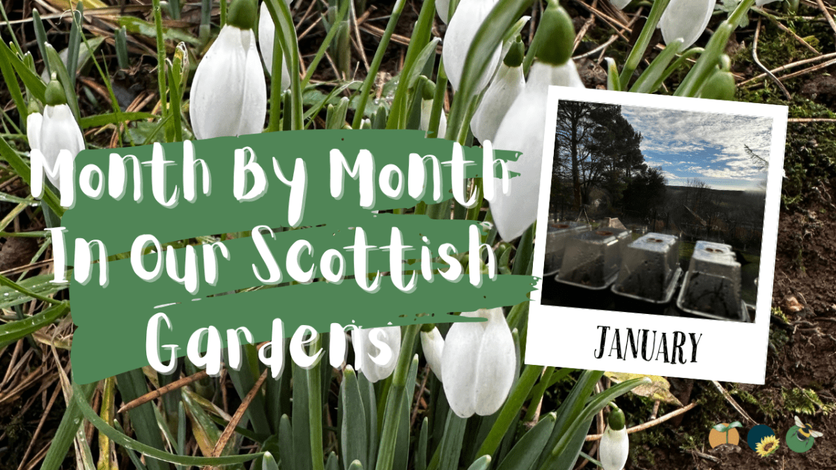 January: Month By Month In Our Scottish&nbsp;Gardens