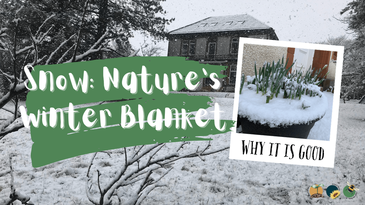 Why Snow Is Good for the Garden: Nature’s Winter Blanket
