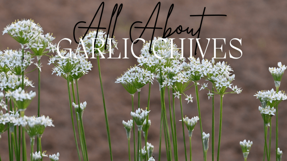 All About Series: Growing, Sowing, Caring For Garlic&nbsp;Chives