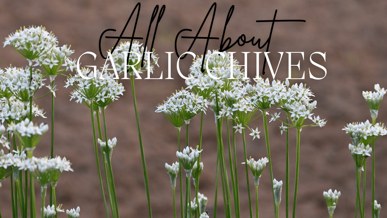 Guides to the Fruits, Herbs & Edible Flowers We Grow: Cultivation, Care & Harvesting Garlic Chives