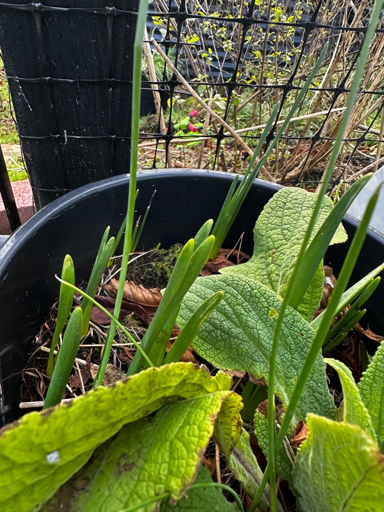 January: Month By Month In Our Scottish Gardens