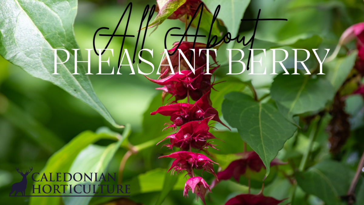 All About Series: Growing, Sowing, Caring For Pheasant&nbsp;Berry