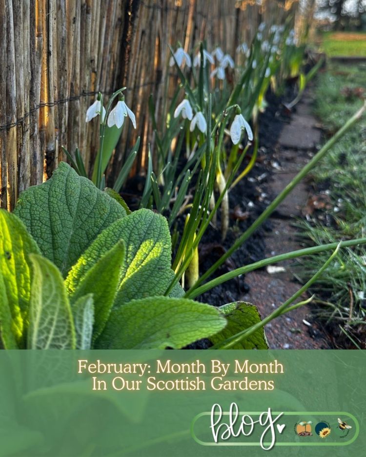 February: Month By Month In Our Scottish Gardens