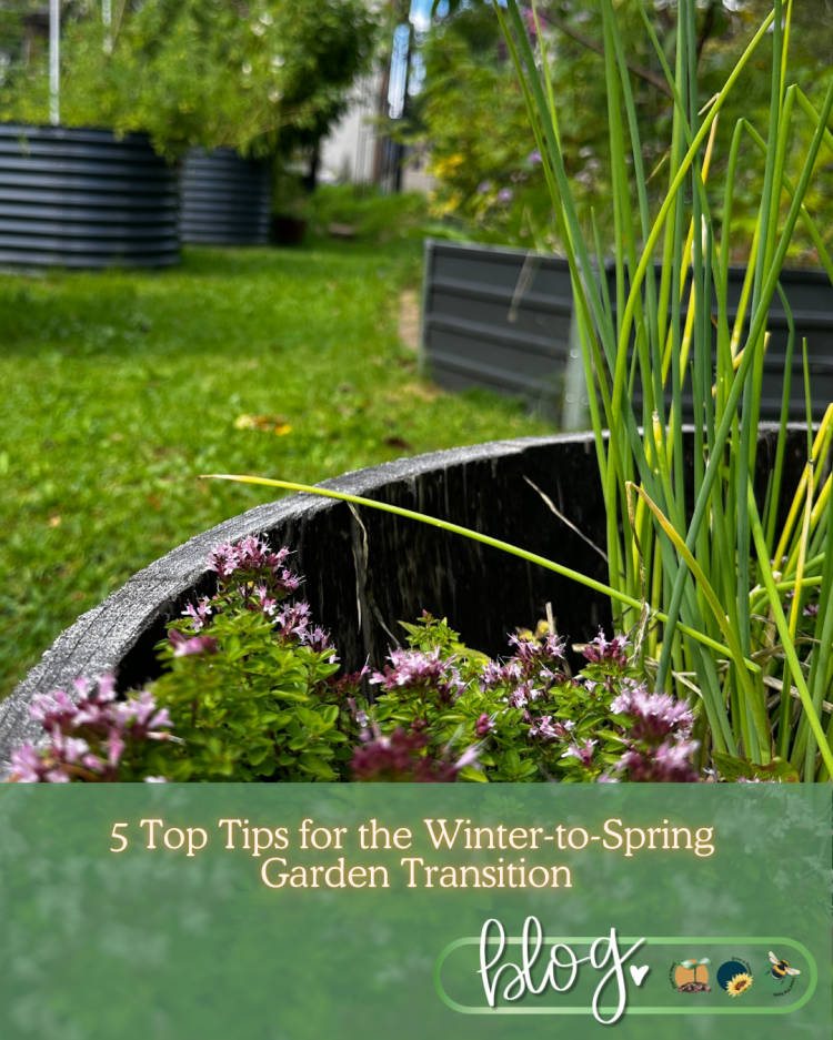 5 Top Tips for the Winter-to-Spring Garden Transition