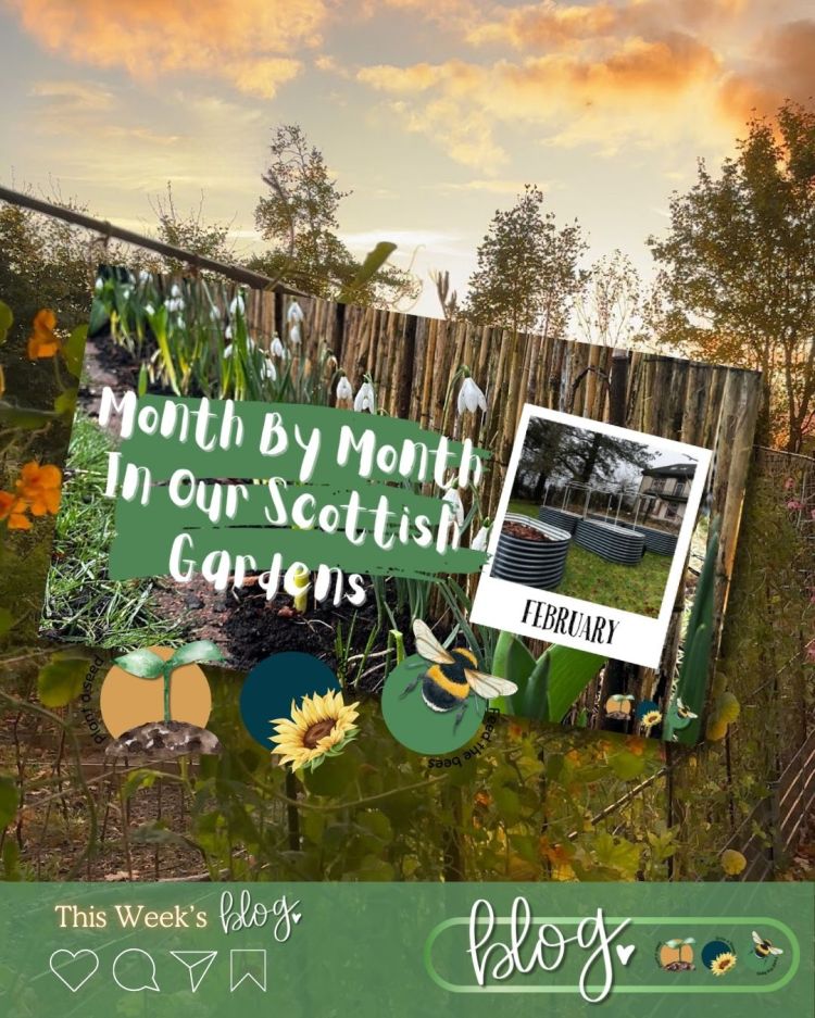 February: Month By Month In Our Scottish Gardens