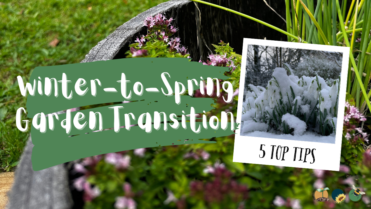 5 Top Tips for the Winter-to-Spring Garden Transition