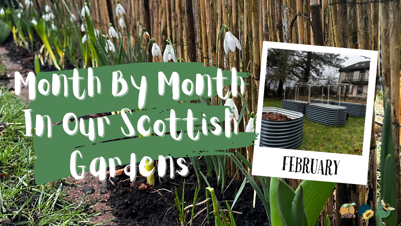 February: Month By Month In Our Scottish Gardens