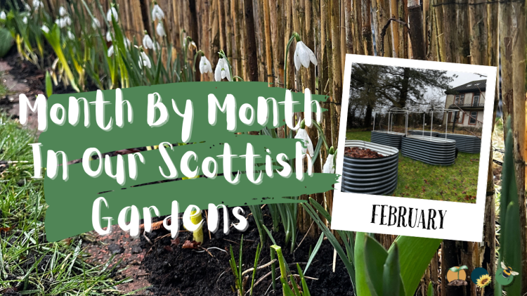 February: Month By Month In Our Scottish Gardens