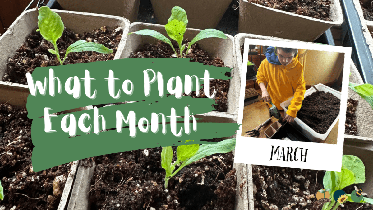 What to Plant in Scotland Each Month: Veg, Fruits, Herbs & Edible Flowers. Planting in&nbsp;March