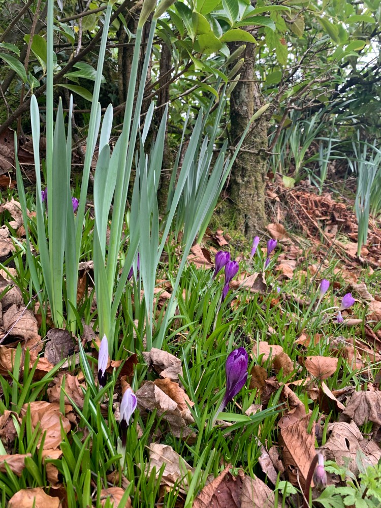 As Spring Awakens: Preparing for Pests, Dormant Diseases and Wildlife in the Garden