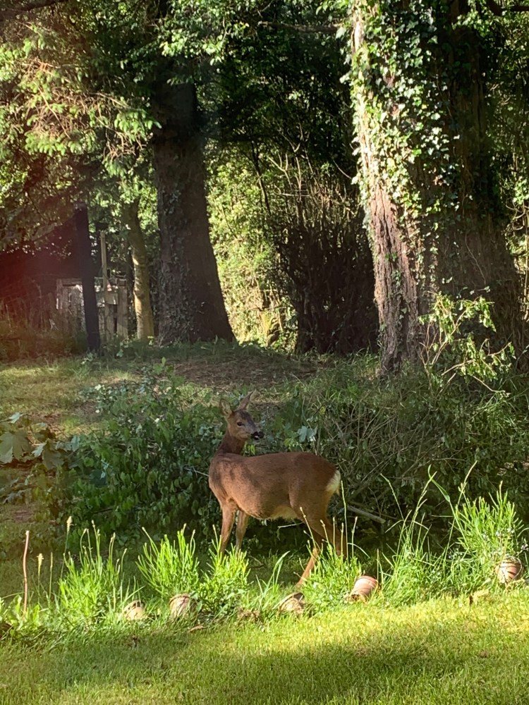 As Spring Awakens: Preparing for Pests, Dormant Diseases and Wildlife in the Garden