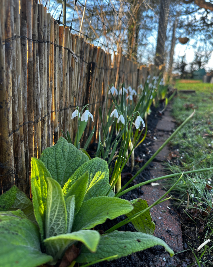 February: Month By Month In Our Scottish Gardens