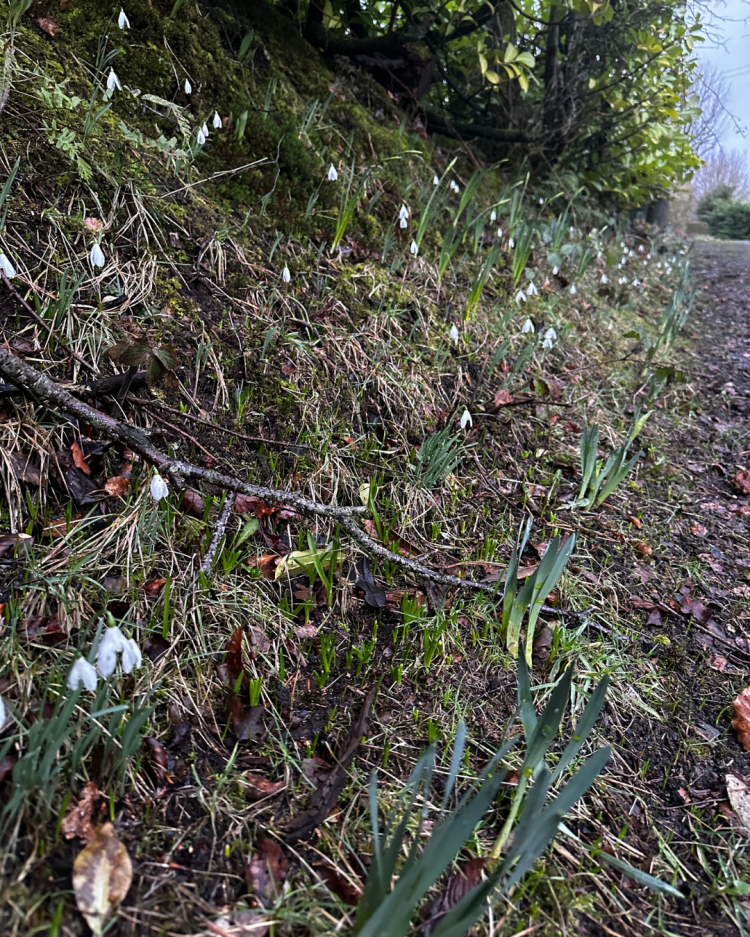 February: Month By Month In Our Scottish Gardens