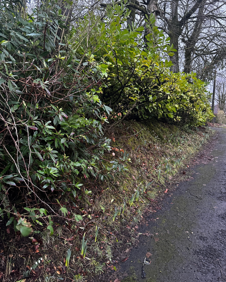 February: Month By Month In Our Scottish Gardens