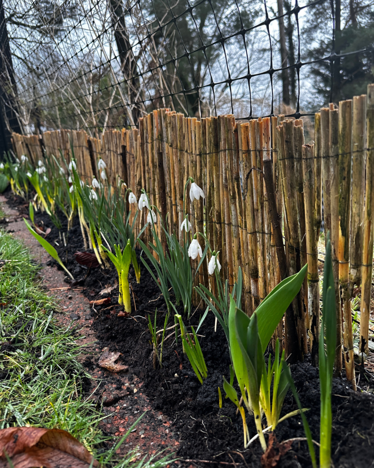 February: Month By Month In Our Scottish Gardens
