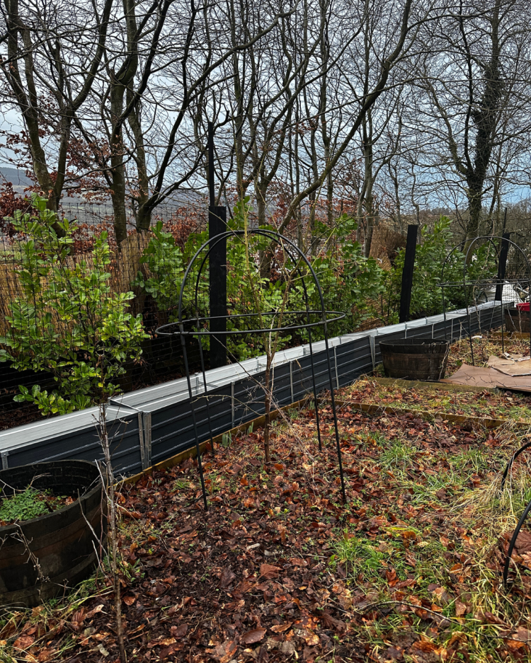 February: Month By Month In Our Scottish Gardens